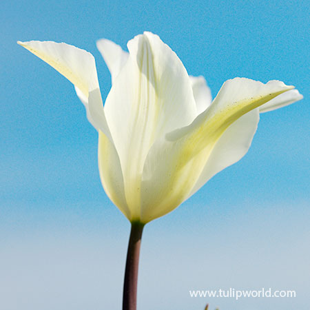 White Triumphator Lily Flowering Tulip - 38350