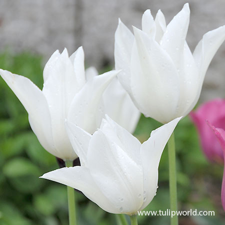 White Triumphator Lily Flowering Tulip white tulips, tulips varieties, tulip bulbs to buy, tulip bulbs online, lily flowering tulips, white tulip flower, popular tulip varieties