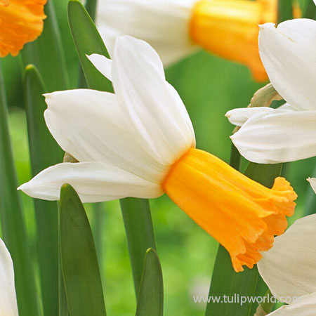 Winter Waltz Daffodil
