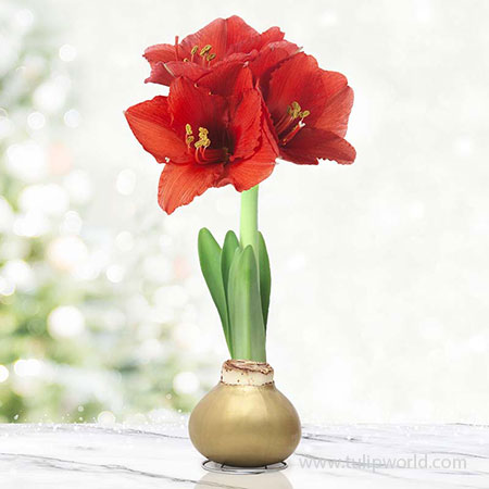 Wish Waxed Amaryllis Gold Waxed Amaryllis, Hand-Dipped in Wax, Specially Blended Wax, Unique Flower Gift, Holiday Decor