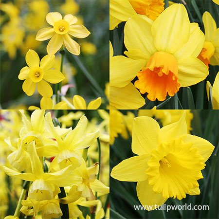 Yellow Daffodil Collection yellow daffodils, daffodil bulbs, daffodil bulbs for sale, best daffodils for planting in fall, Dutch master daffodil, quail daffodil, baby moon daffodils