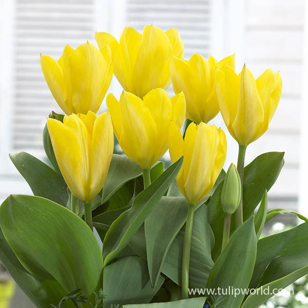 Yellow Emperor Tulip Pre-Chilled