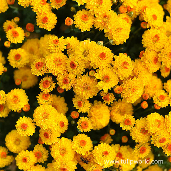 Yellow Garden Mum Pre-Potted Trio