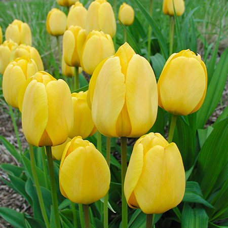 Yellow Golden Apeldoorn Tulip 100 bulbs 