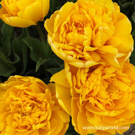 Yellow Pomponette Double Tulip - 39145