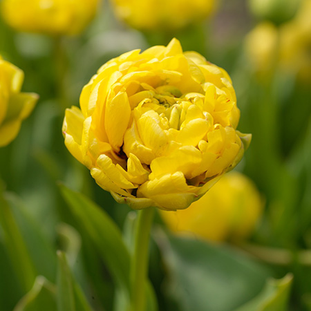 Yellow Pomponette Tulip Pre-Chilled - 47043