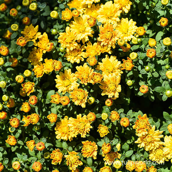 Yellow Pre-Potted Garden Mum