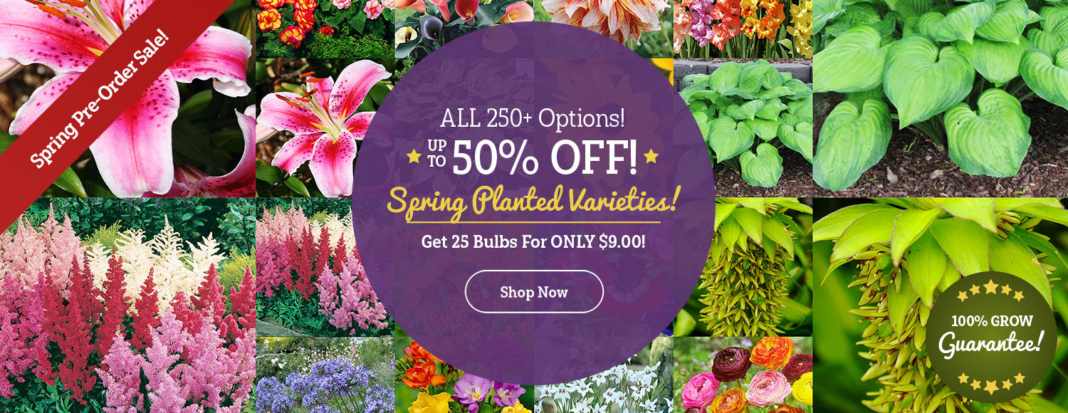 ALL Spring Varieties Up To 50% OFF!