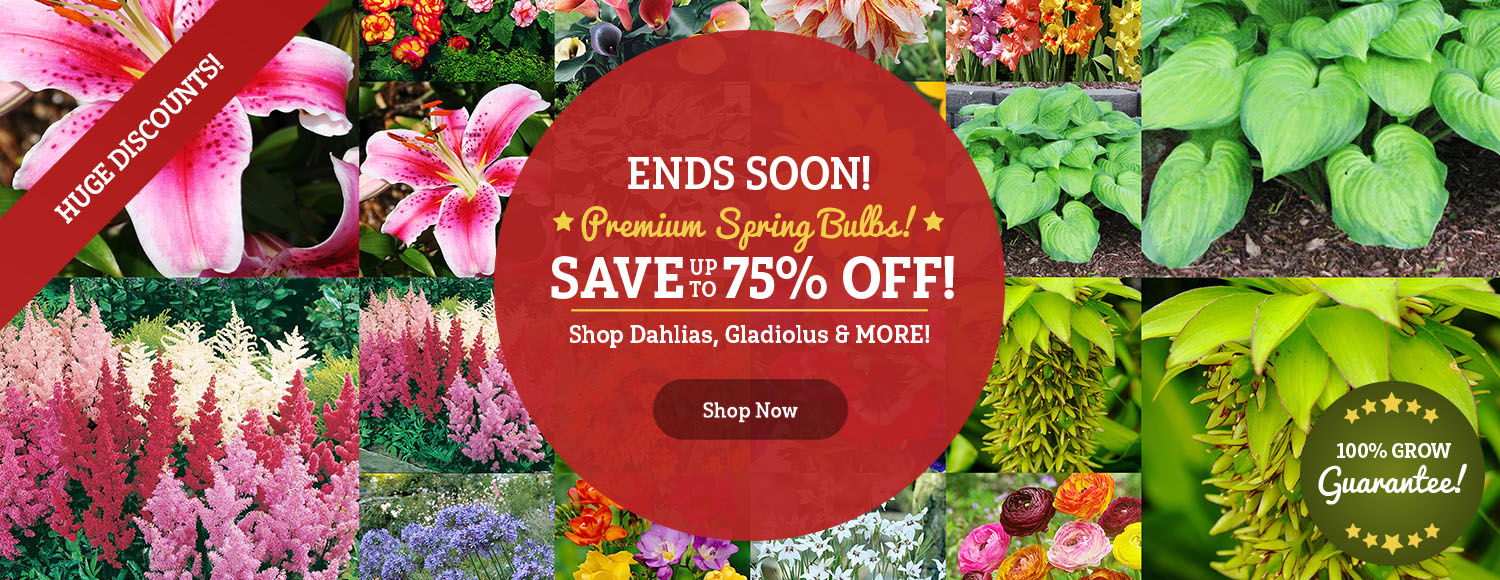 SPRING KICKOFF SALE | Shop up to 75% OFF ALL 250+ Spring Packs!