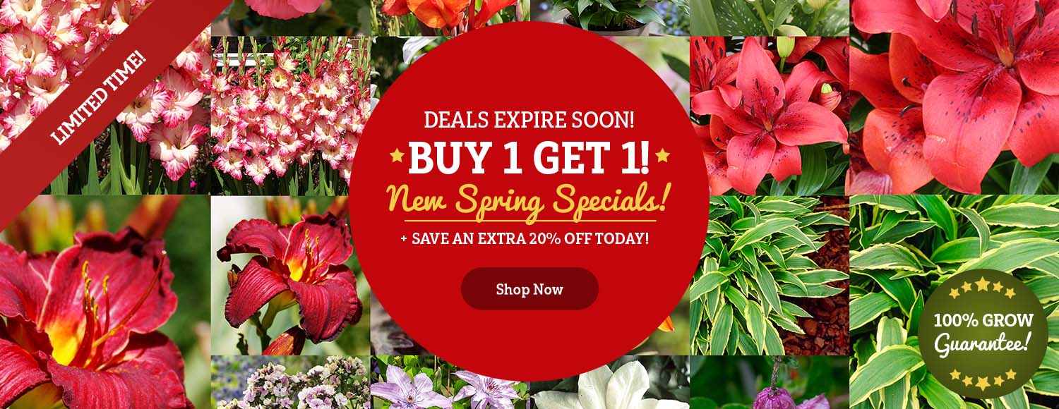 Buy 1 Get 1 FREE Fall Planted Bulbs!