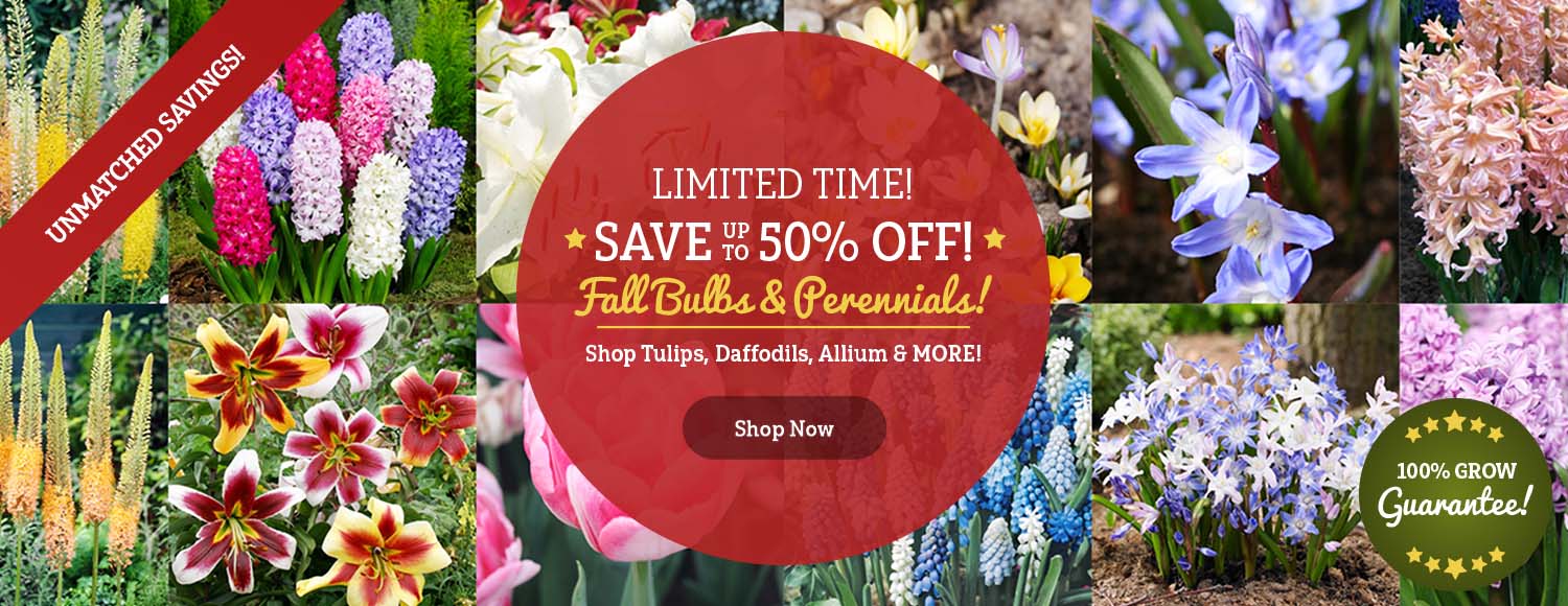 FALL LAUNCH: 50% OFF Select Fall Planted Bulbs!