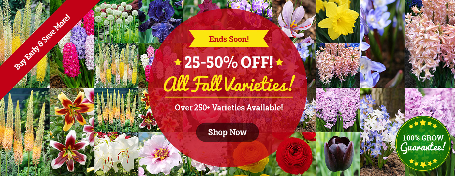 FALL LAUNCH: 25-50% OFF ALL Fall Planted Bulbs!