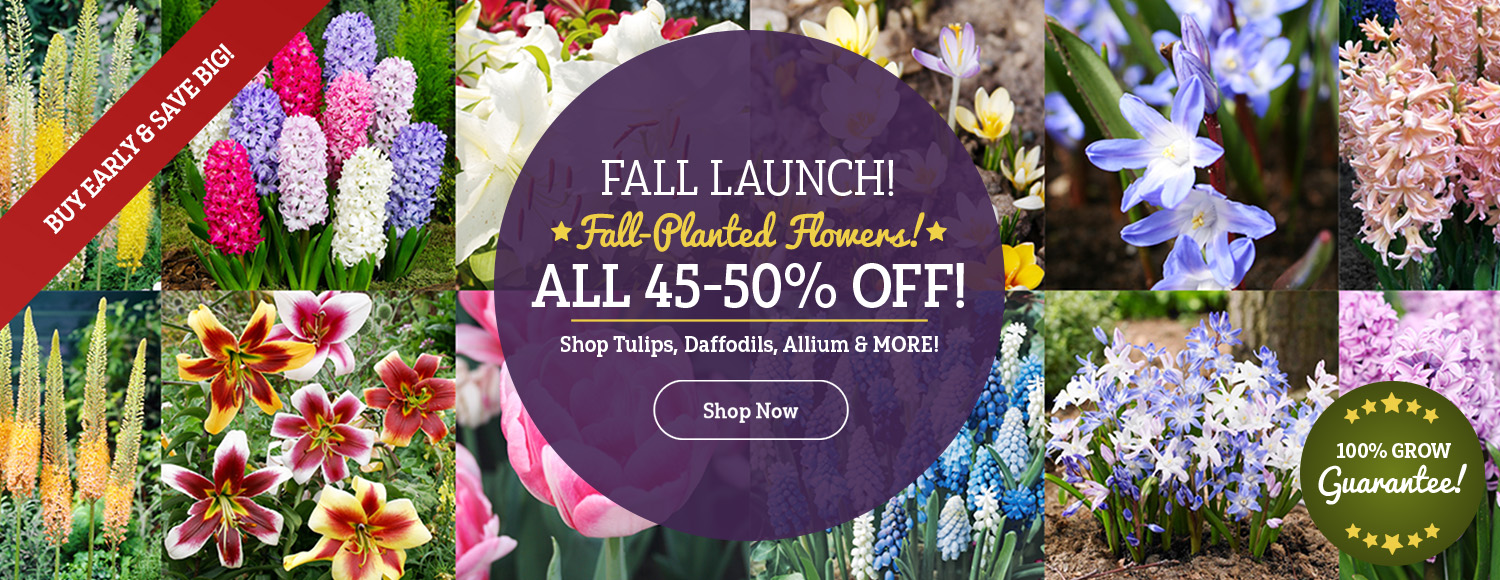 FALL LAUNCH | Shop 45-50% OFF ALL Fall Pre-Order Varieties!