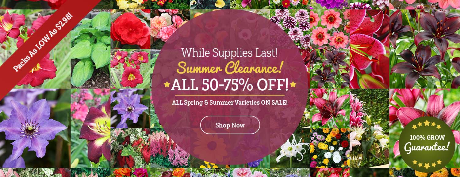 SUMMER CLEARANCE - ALL 50-75% OFF!