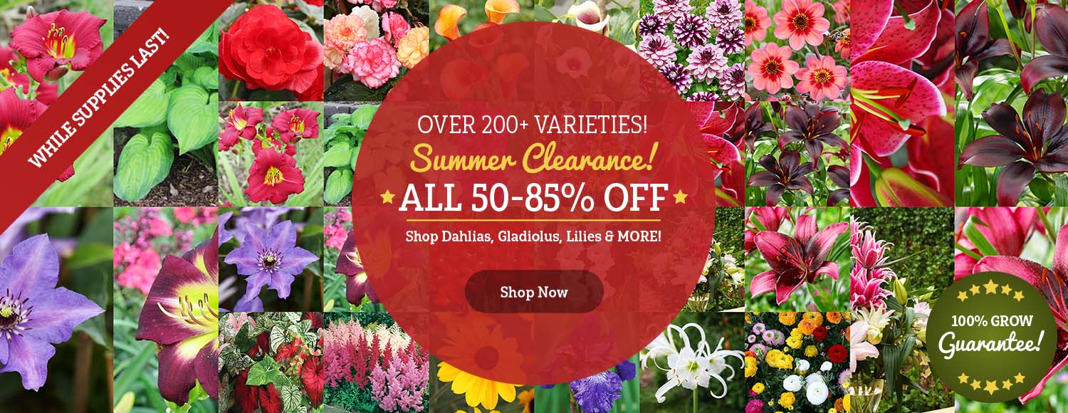 SUMMER CLEARANCE | Shop 50-85% OFF ALL 250+ Varieties!