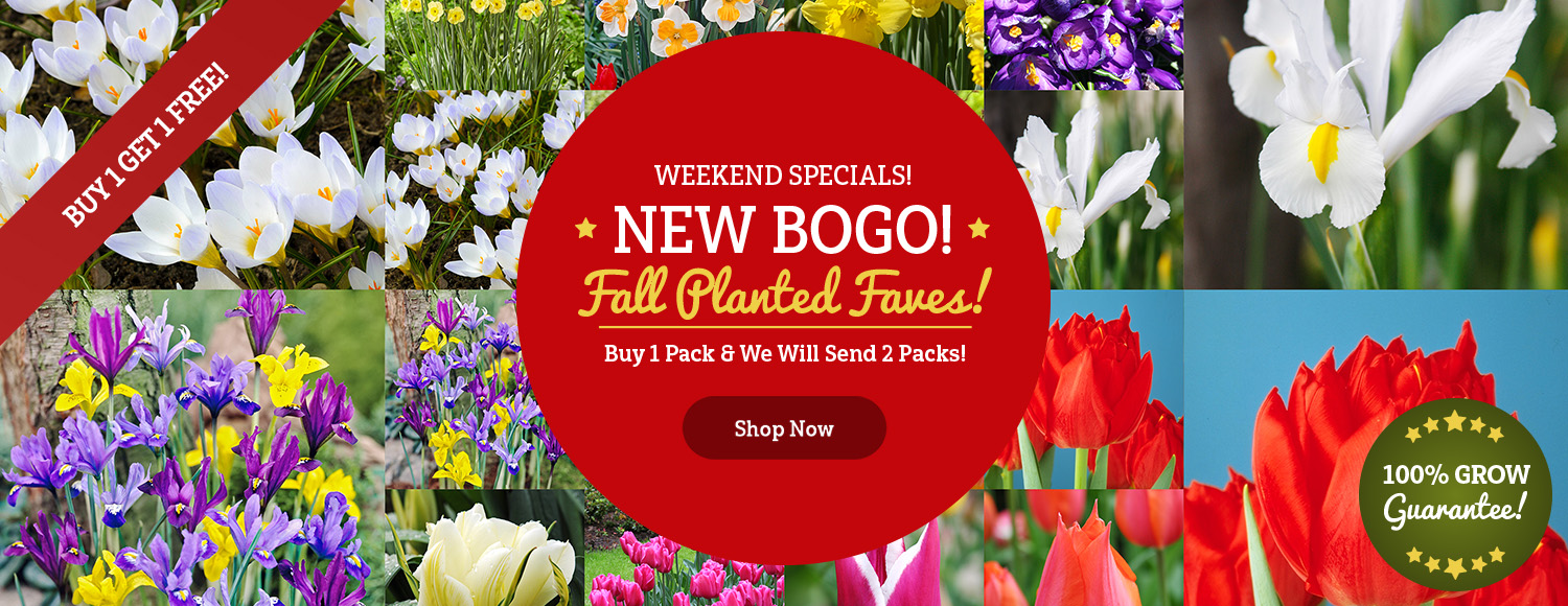 Buy 1 Get 1 FREE Fall Planted Bulbs!