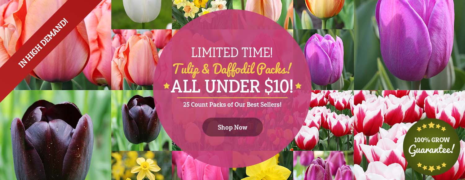 LIMITED TIME: 25 Tulips or Daffodils For UNDER $10!