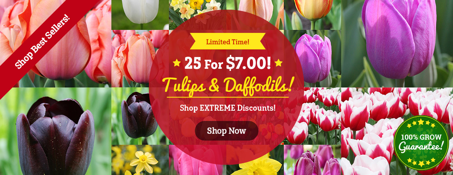 LIMITED TIME: 25 Tulips or Daffodils For ONLY $7!