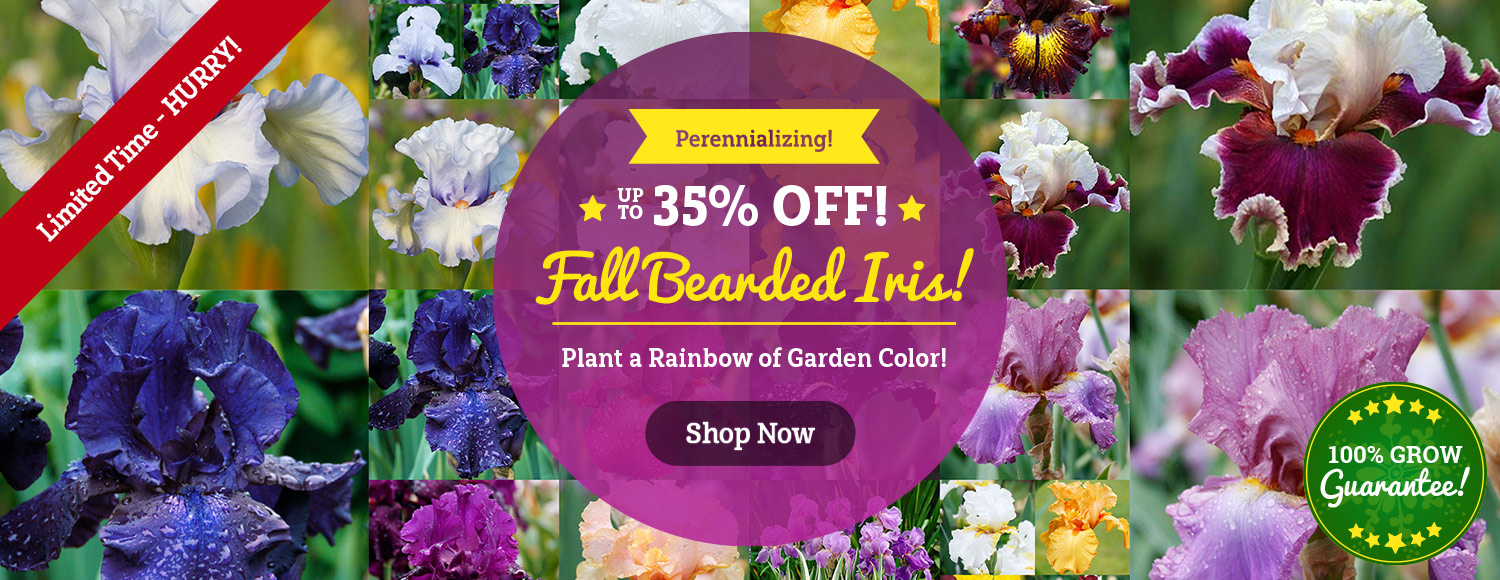 NOW SHIPPING: 35% OFF ALL Bearded Iris!
