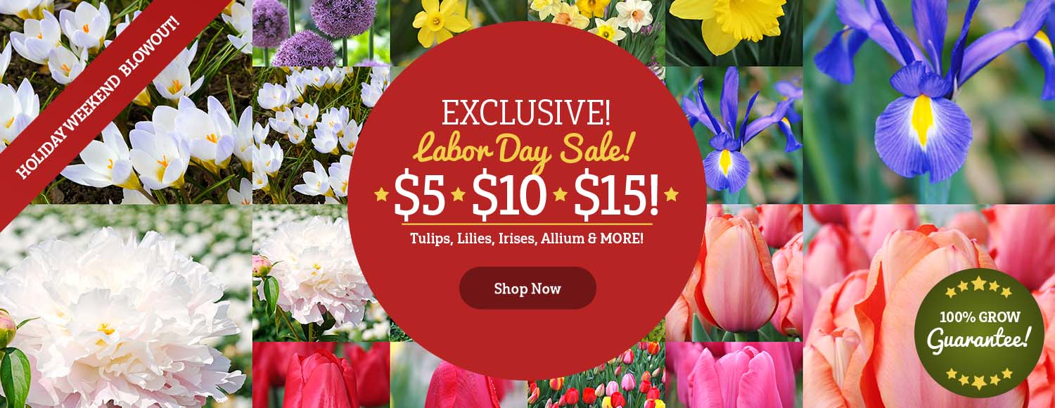 LABOR DAY SAVINGS | $5, $10, $15 Deals on 50+ Varieties!