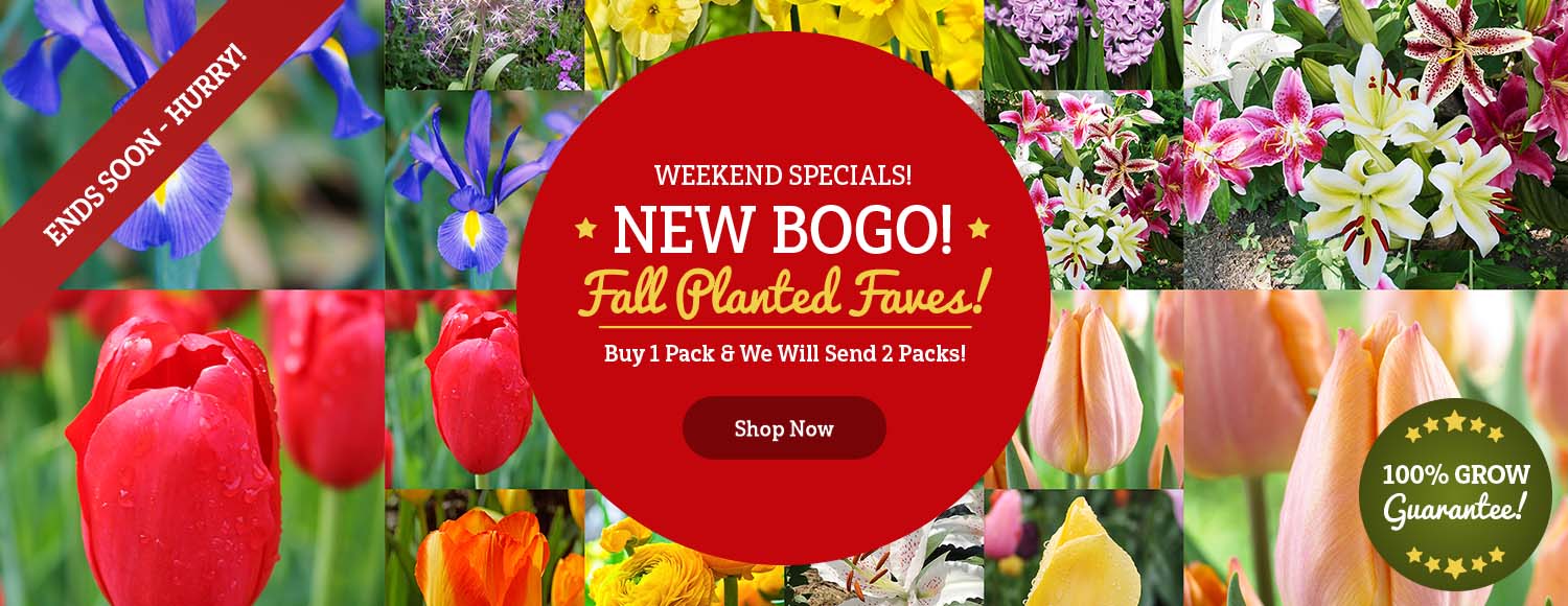 Buy 1 Get 1 FREE Fall Planted Bulbs!