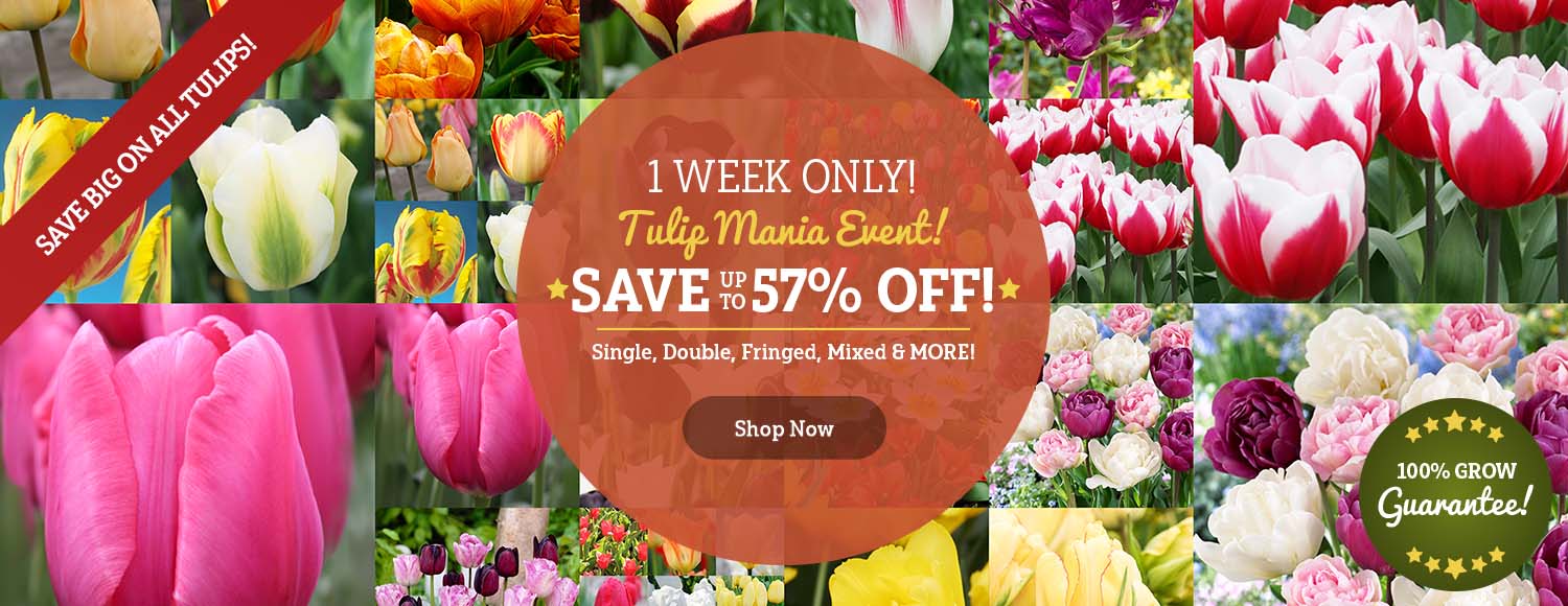 ONE WEEK: Tulip Mania Is Here - Up TO 57% OFF!