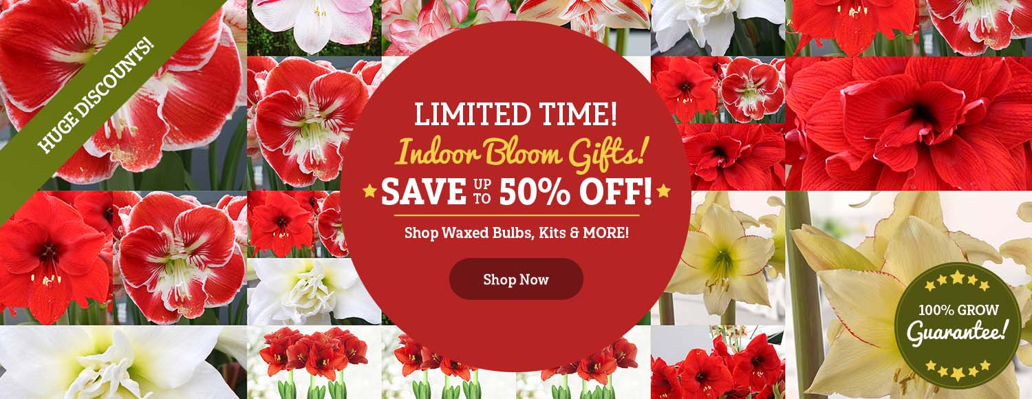 GIFT READY Indoor Blooms up to 50% OFF!