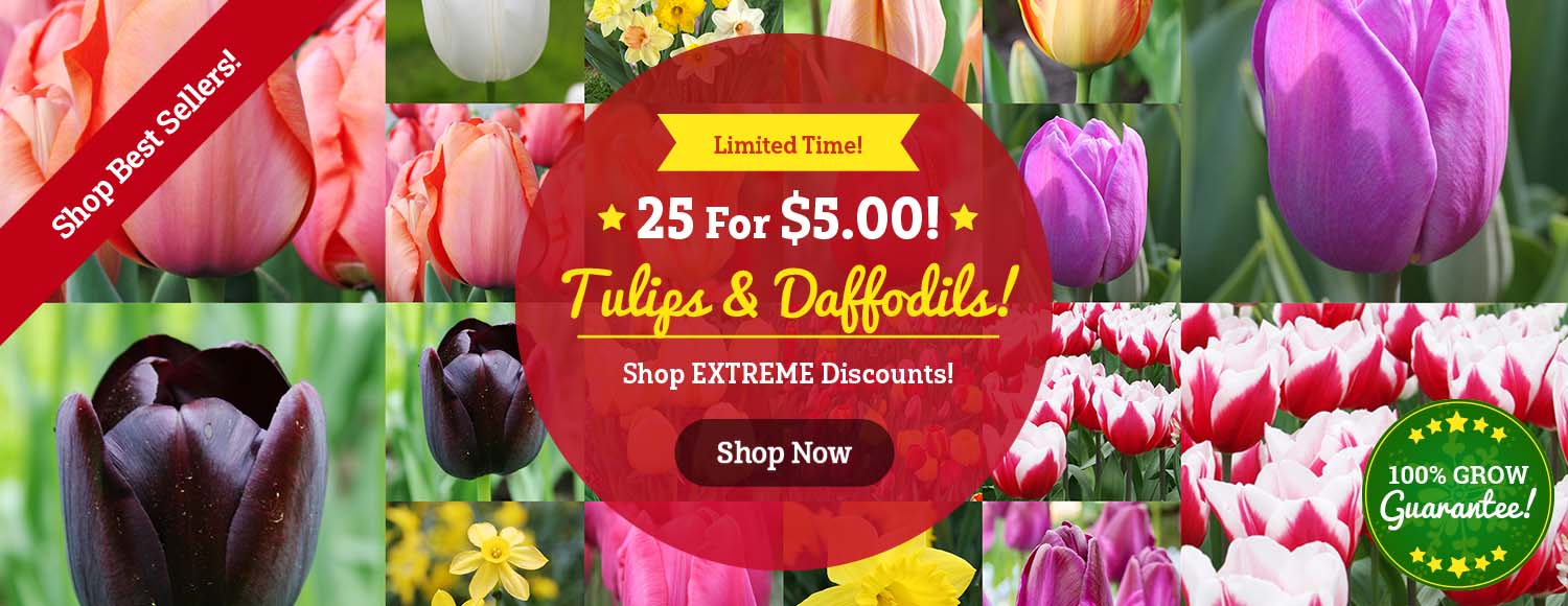 LIMITED TIME: 25 Tulips or Daffodils For ONLY $5!