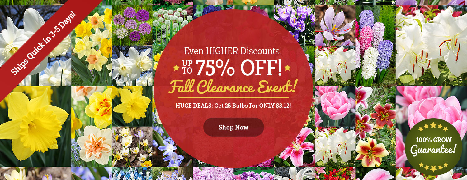 CLEARANCE: 50-75% OFF ALL Fall Varieties!