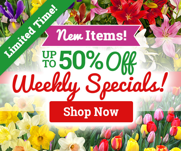 Weekly Specials Up To 50% OFF!