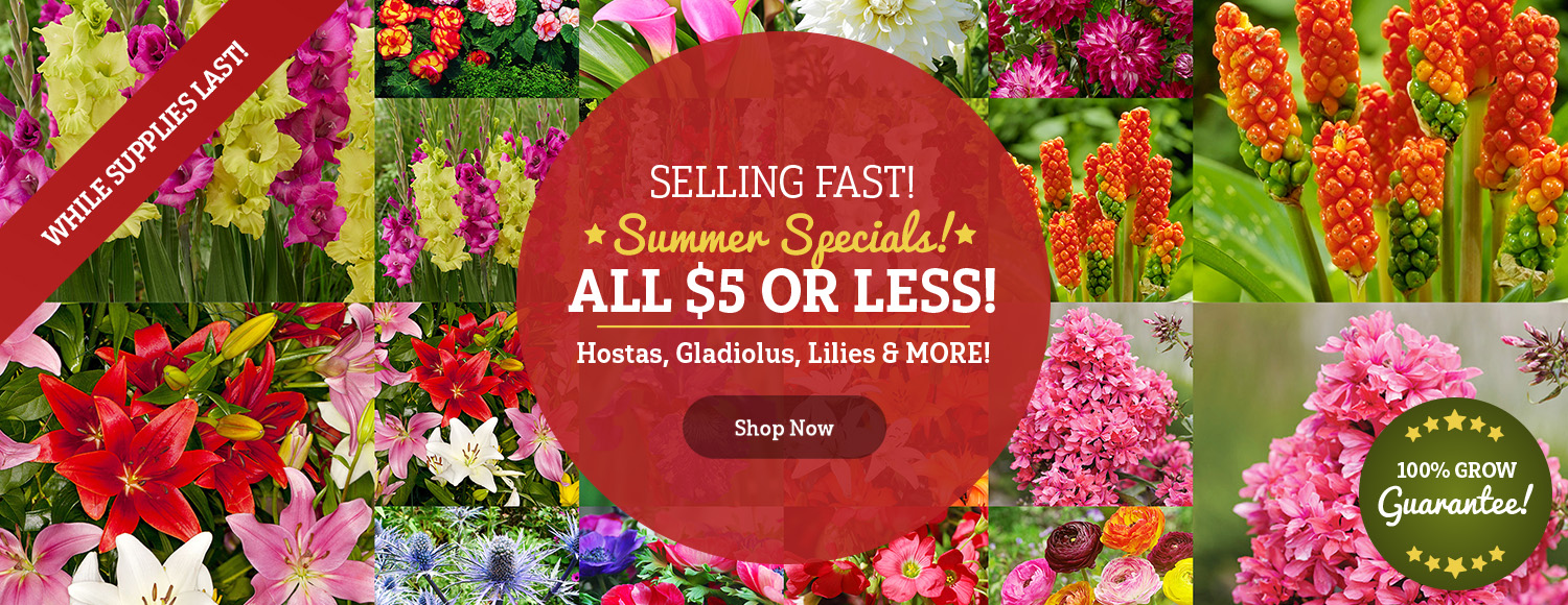 $5 OR LESS | Summer Deals on 85+ Varieties!