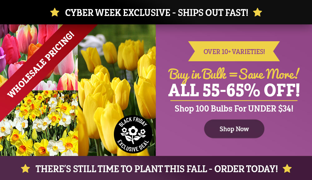 CYBER WEEK EXCLUSIVE: Save 50% OFF Bulk!