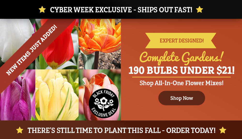 CYBER WEEK EXCLUSIVE: 190 Bulbs UNDER $21!