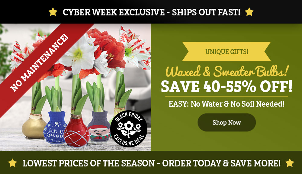 CYBER WEEK EXCLUSIVE: 40-55% OFF Waxed and Sweater Amaryllis!