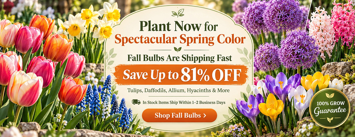 FALL FEST SAVINGS | Save up to 81% OFF on 250+ Varieties!