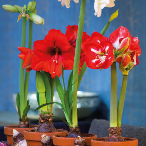 10 Creative Amaryllis Flower Arrangement Ideas for Your Home or Office