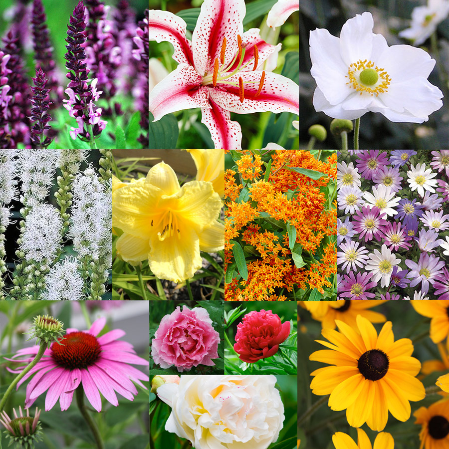 All Season Blooming Perennial Collection