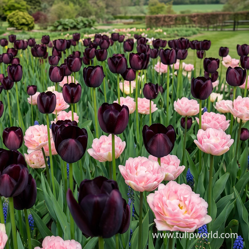Doubly Royal Tulip Collection