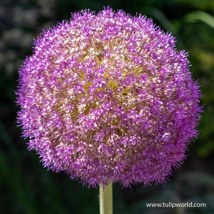 Gladiator Allium
