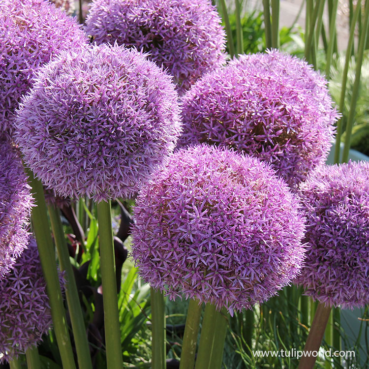Globemaster Allium